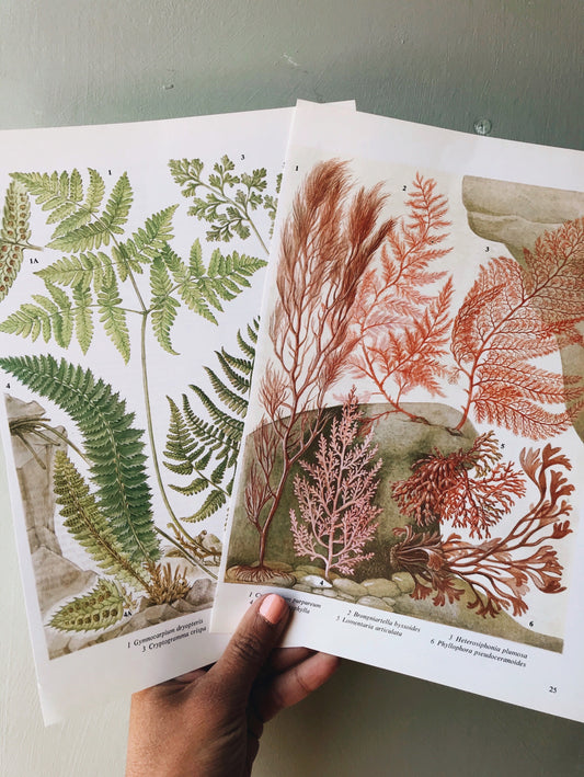 Two Vintage Fern & Seaweed Bookplates