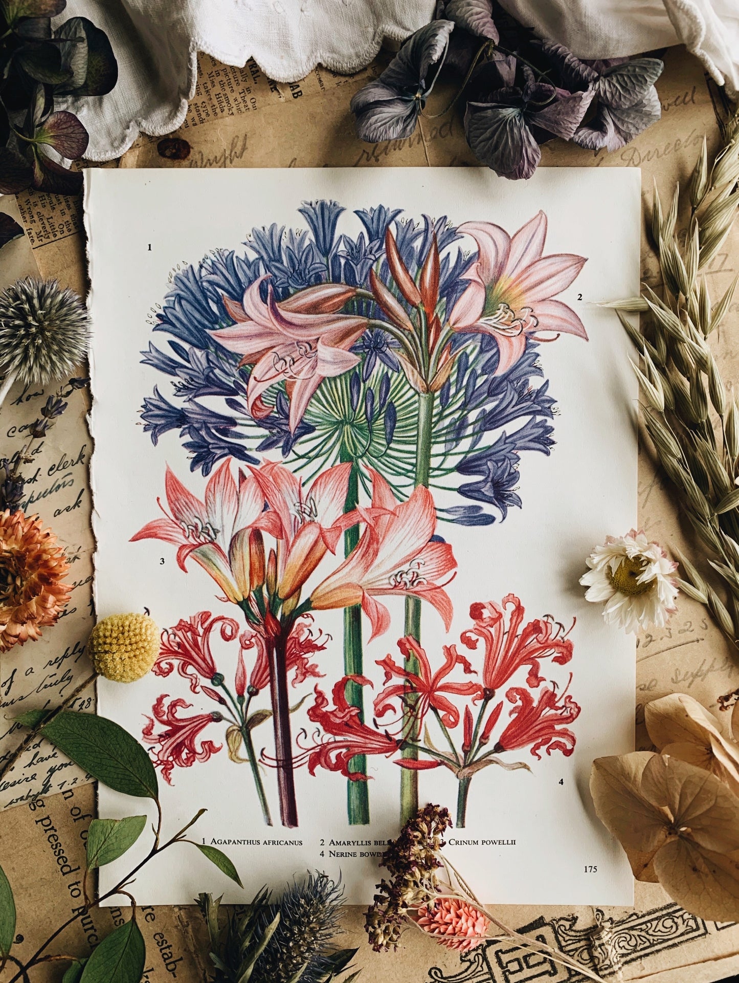 Vintage 1960’s Garden Flower Bookplate ~ agapanthus