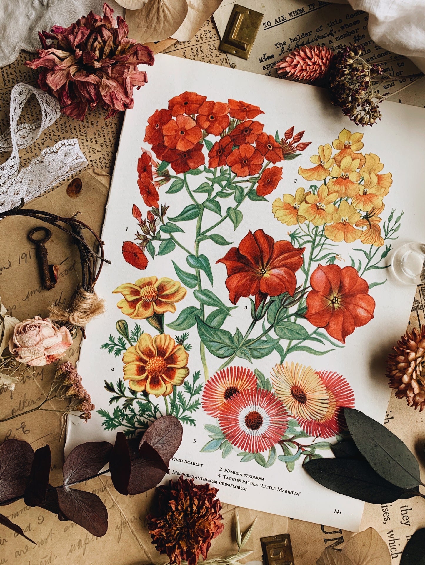 Vintage 1960’s Floral Bookplate ~ petunia