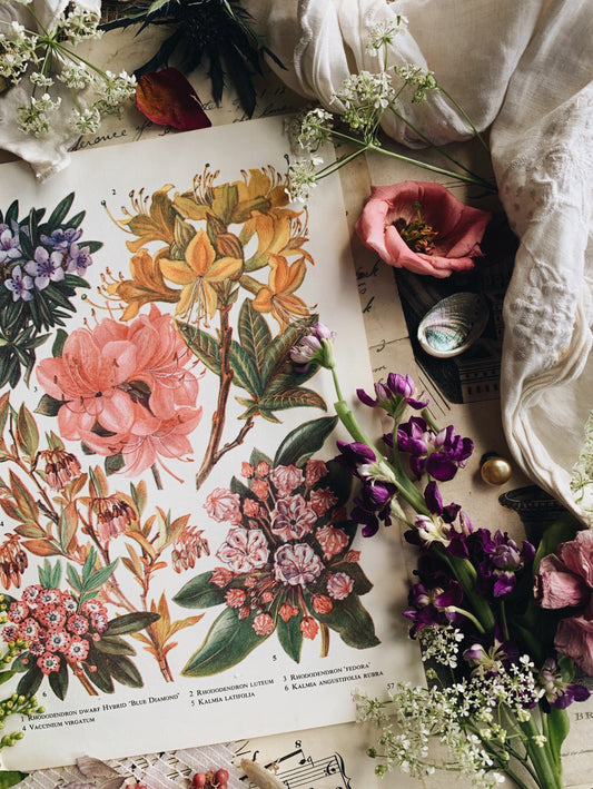 Vintage 1960’s Rhododendron Bookplate