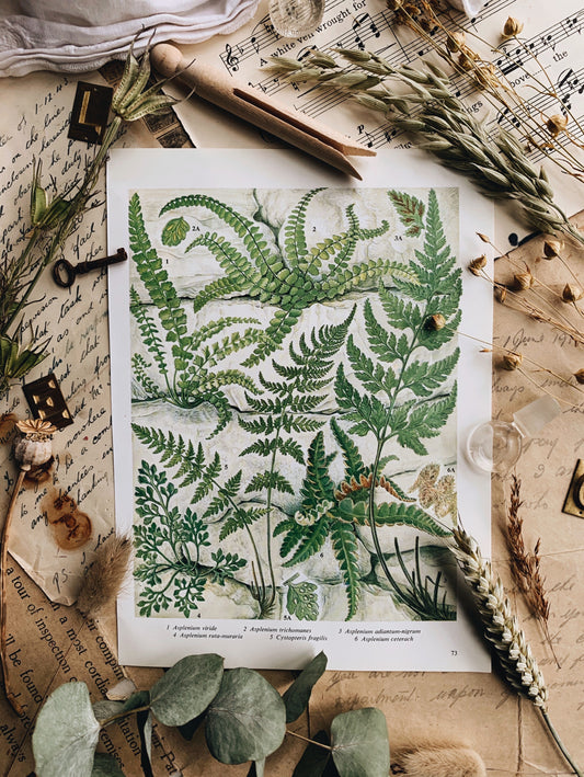 Vintage 1960’s Walled Ferns Bookplate