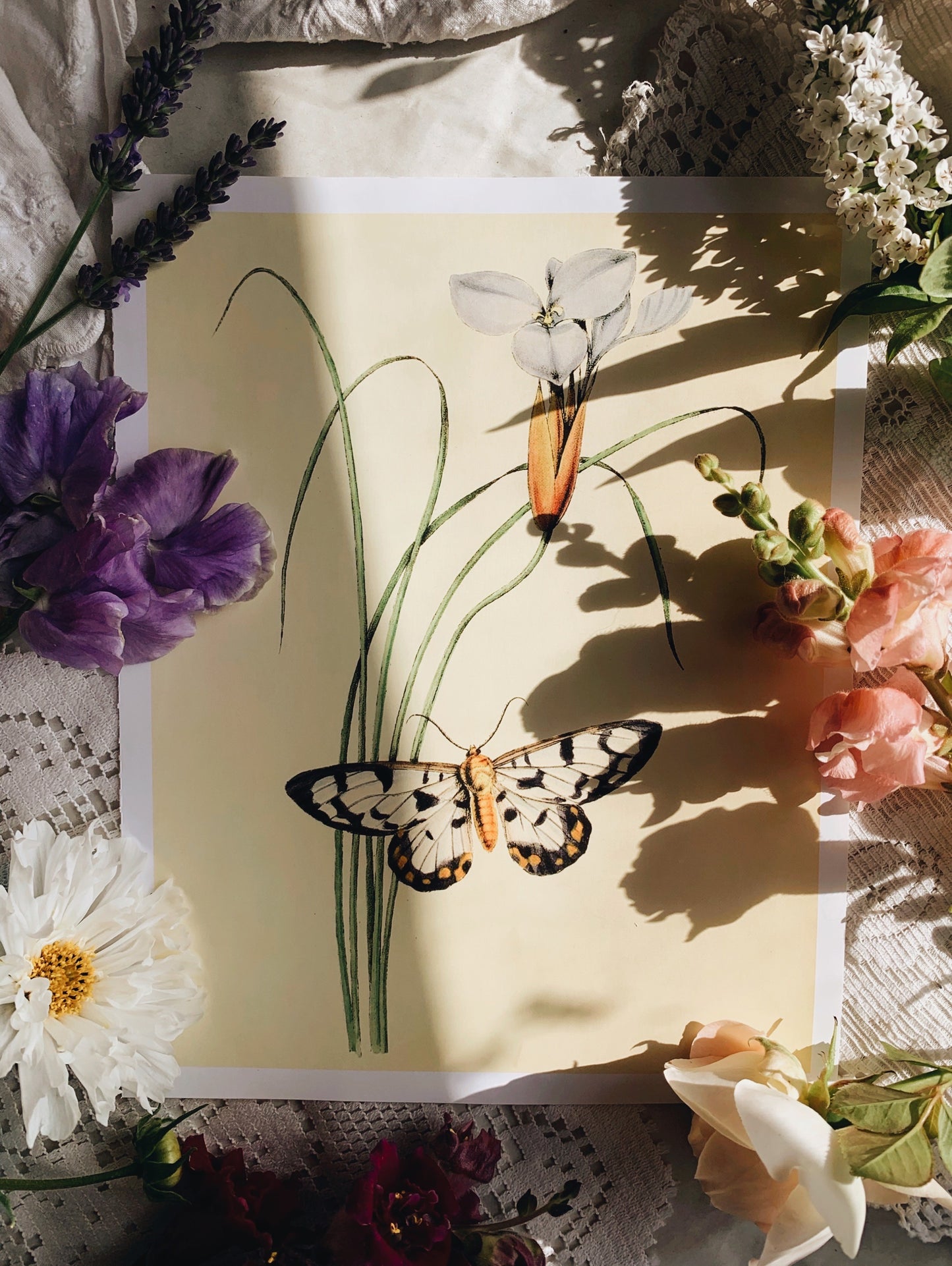Vintage Style Butterfly & Floral Print