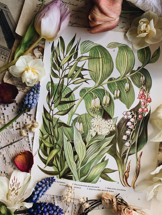 Vintage Bookplate Collections ~ Mushroom & Lily for bespoke order