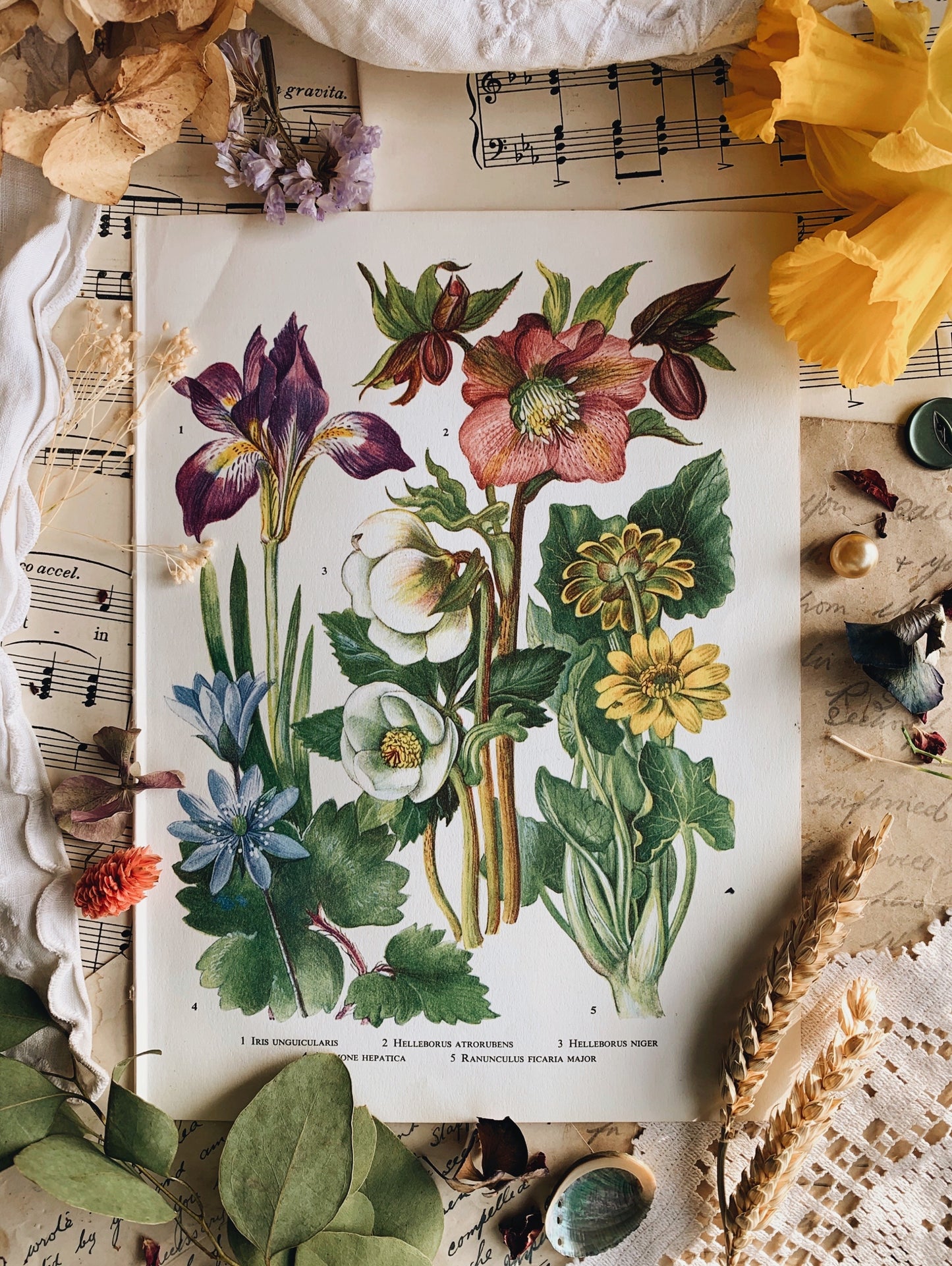 Vintage 1960’s Floral Spring Bookplate ~ helleborus atrorubens
