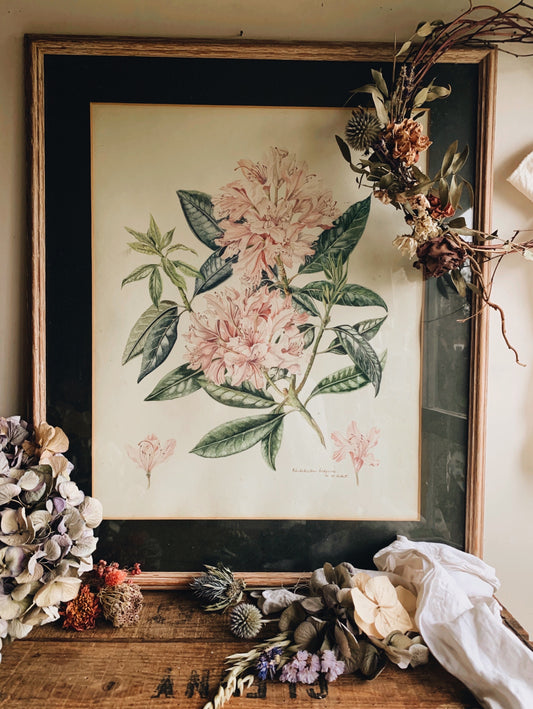 Vintage rhododendron hodgsonii Painting ~ Signed W.M (UK shipping only)