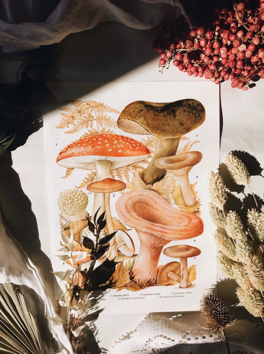 Vintage 1960’s Fungi Bookplate No 2