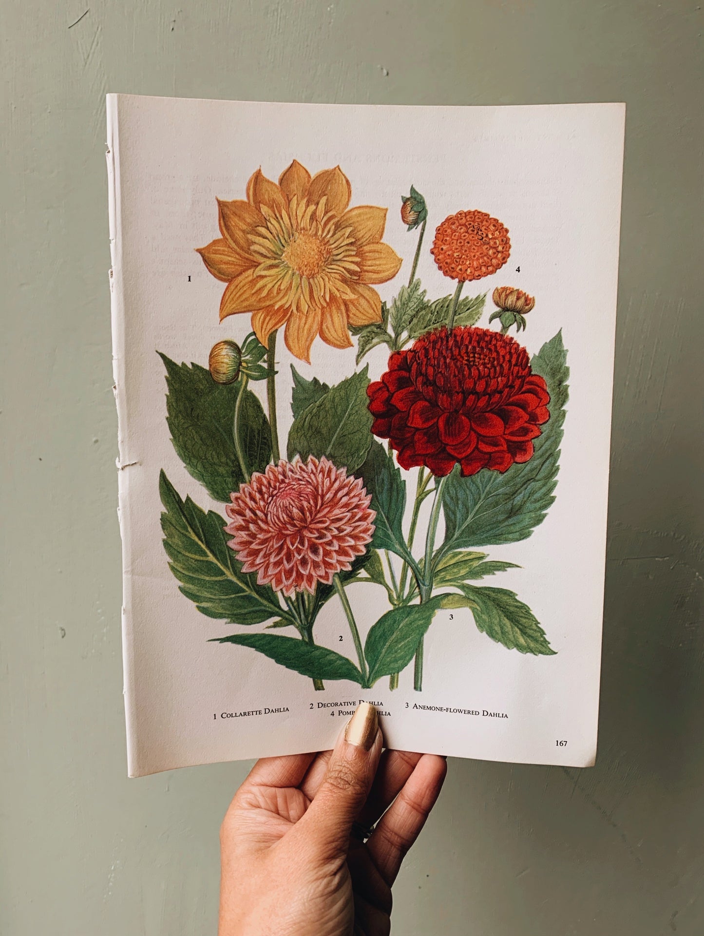 Vintage 1960’s Dahlia Bookplate