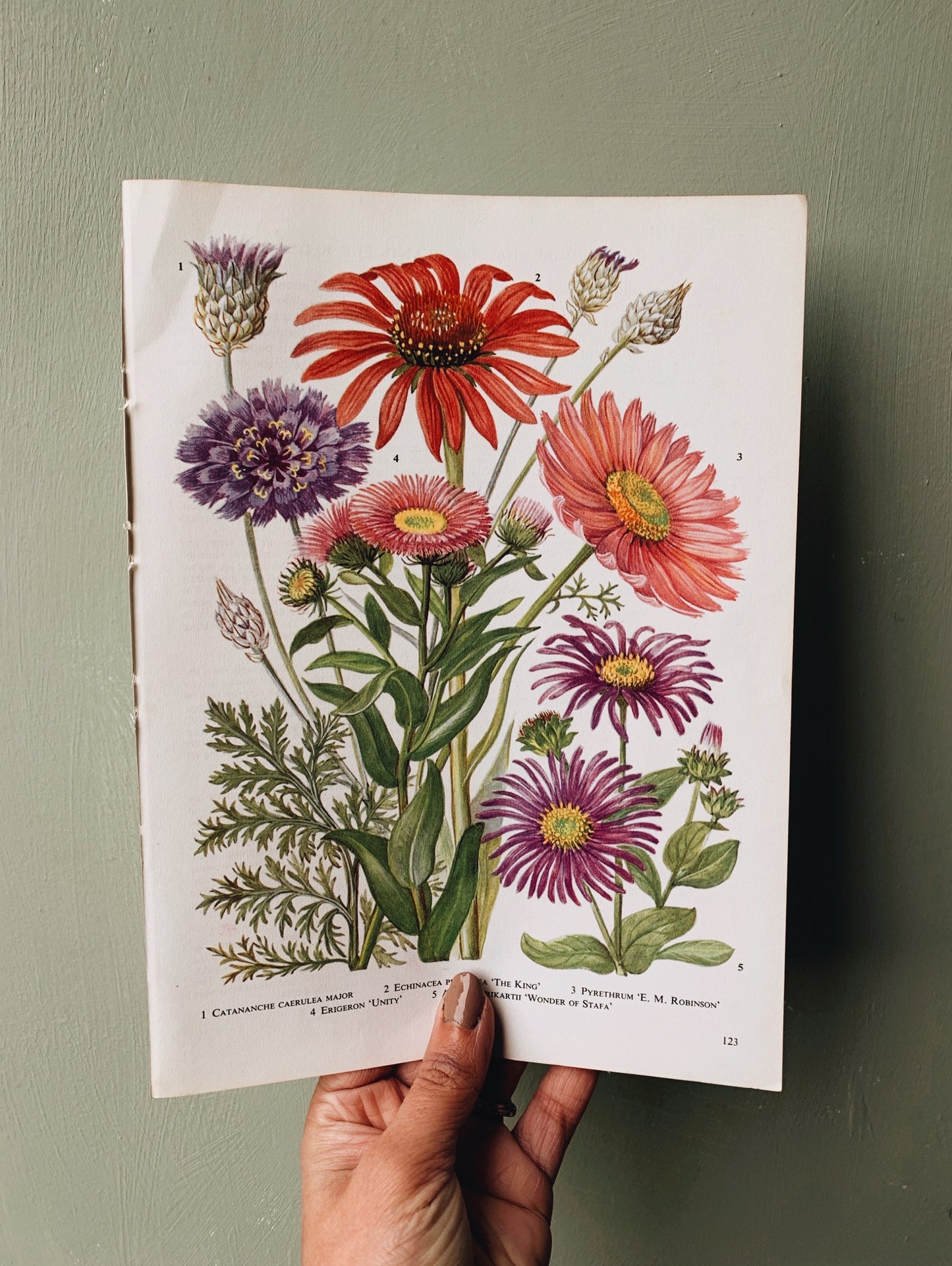 Vintage 1960’s Floral Bookplate ~ Echinacea