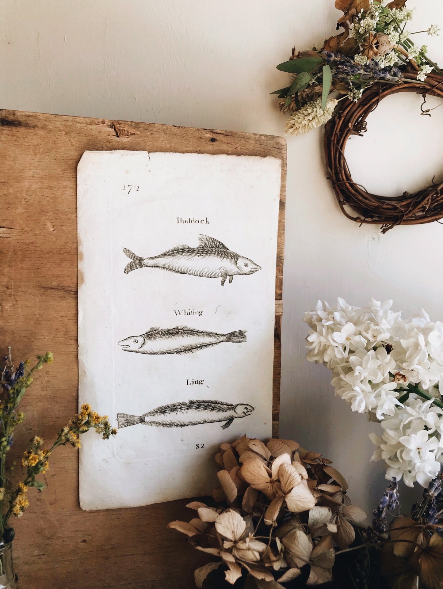 Antique Fish Etching Bookplate