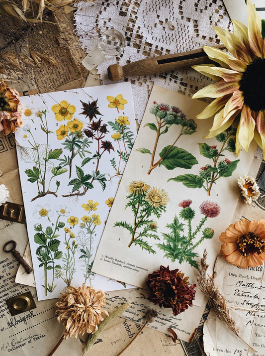 Two Vintage Floral Botanical Prints / plates