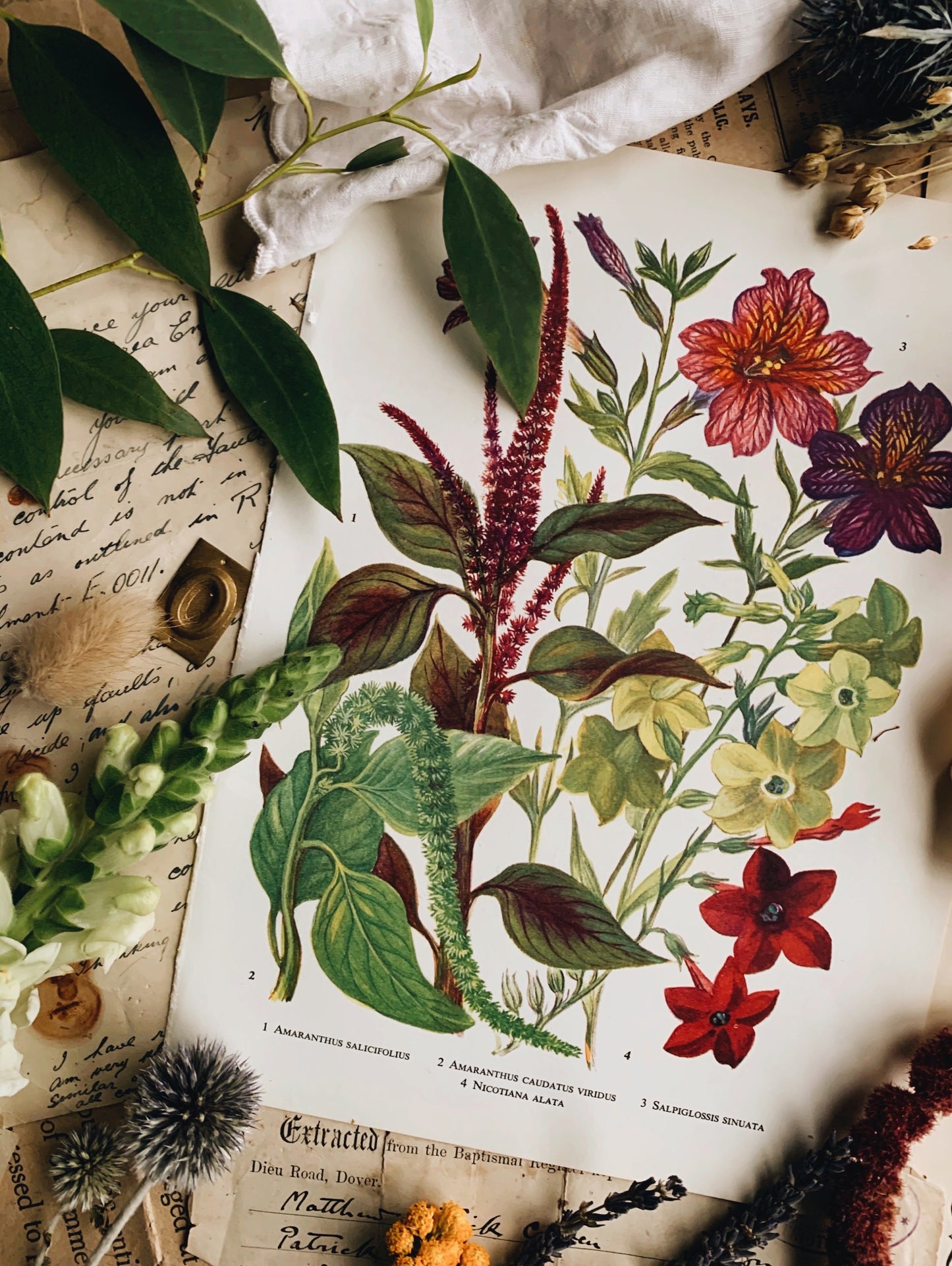 Vintage 1960’s Floral Bookplate ~ Amaranthus