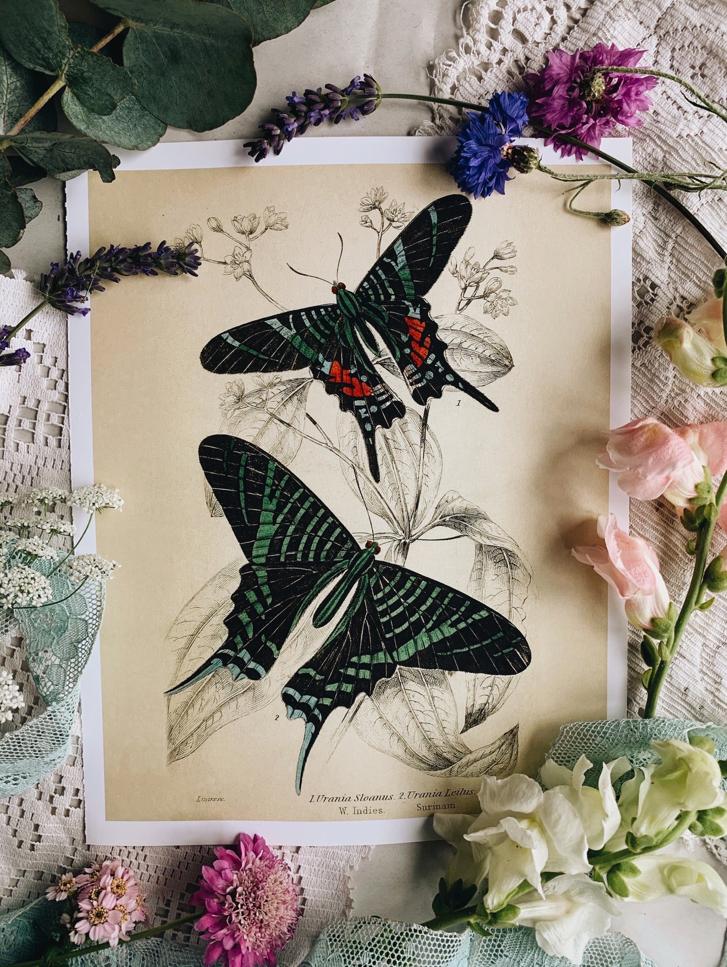 Vintage Style Butterfly Print