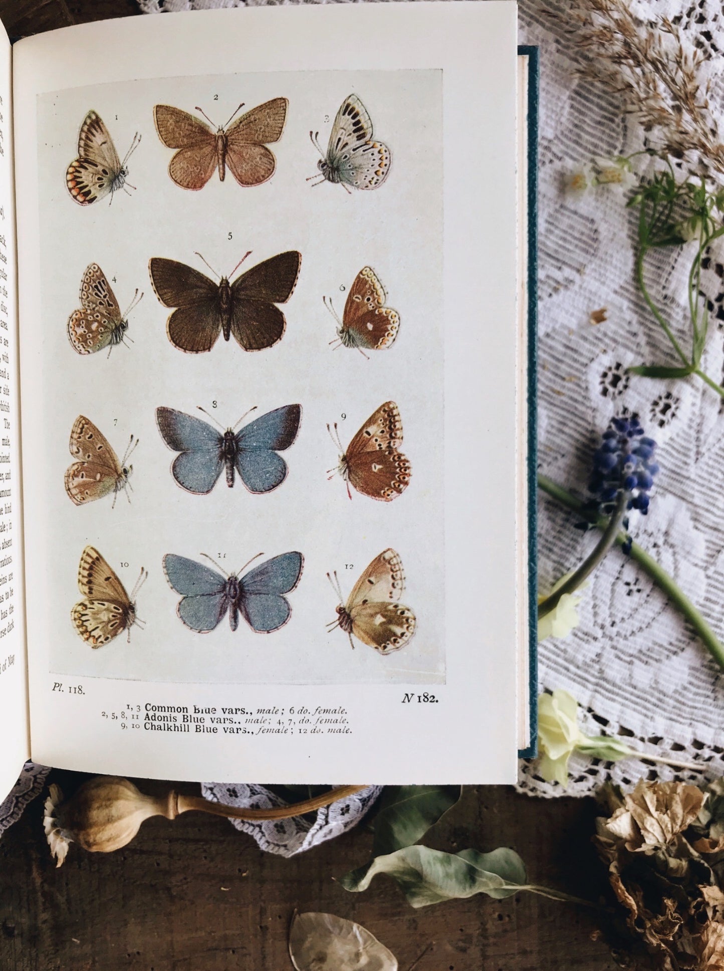 Vintage Book ~ The Butterflies of the British Isles ~ Richard South - Stone & Sage 
