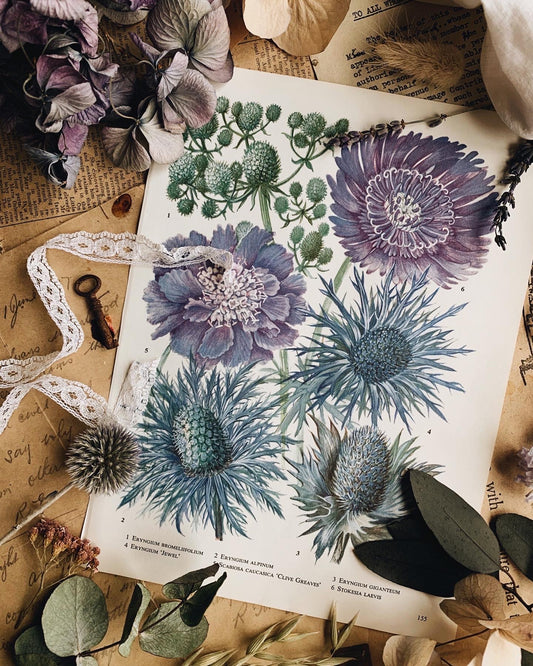 Vintage 1960’s Floral Bookplate ~ eryngium alpinum