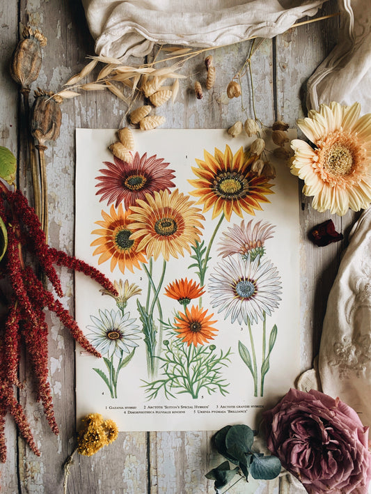 Vintage 1960’s Gazania Floral Bookplate