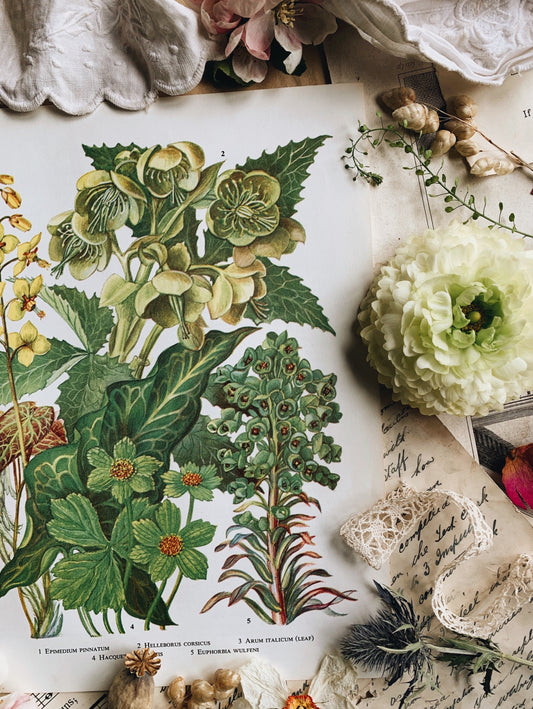 Vintage 1960’s Helleborus Bookplate