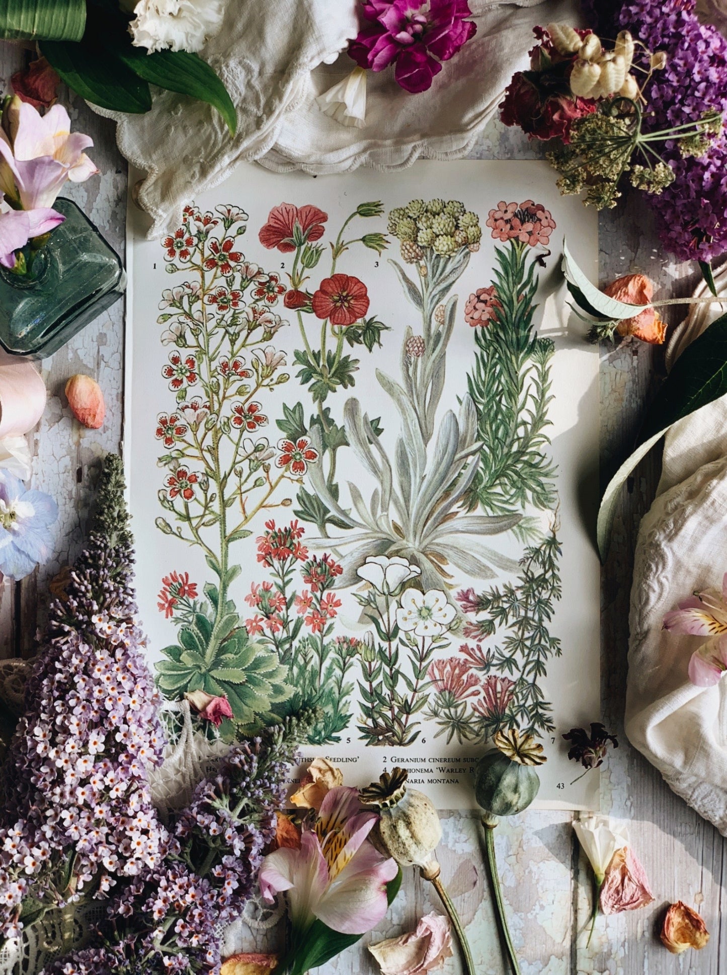 Vintage 1960’s Garden Flower Bookplate ~ Daphne mezereum