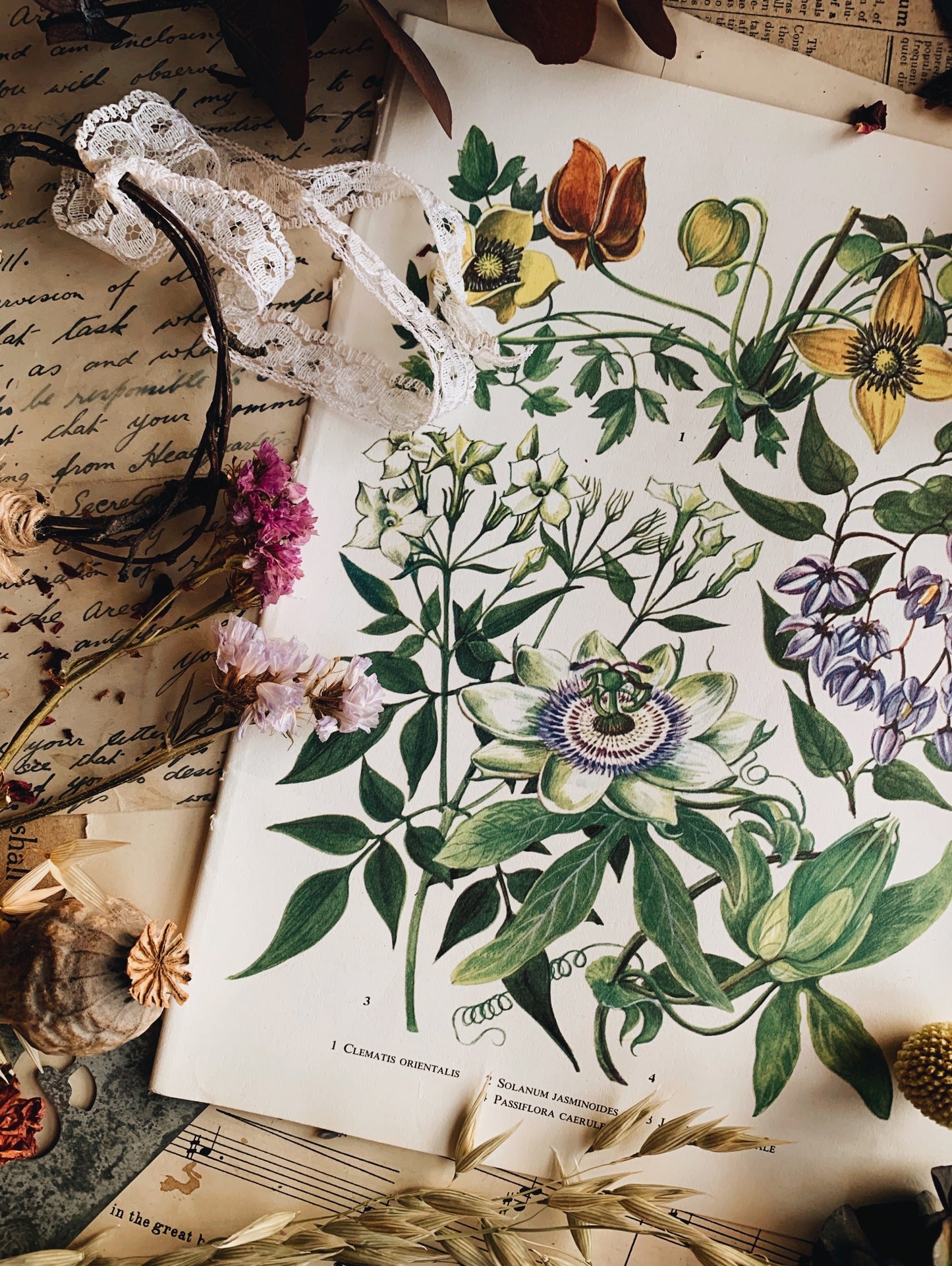 Vintage 1960’s Floral Bookplate ~ passiflora caerulea