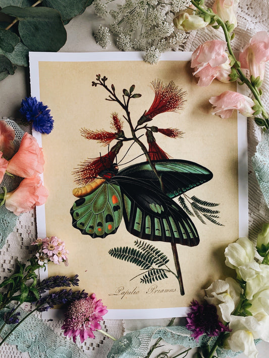 Vintage Style Butterfly Print