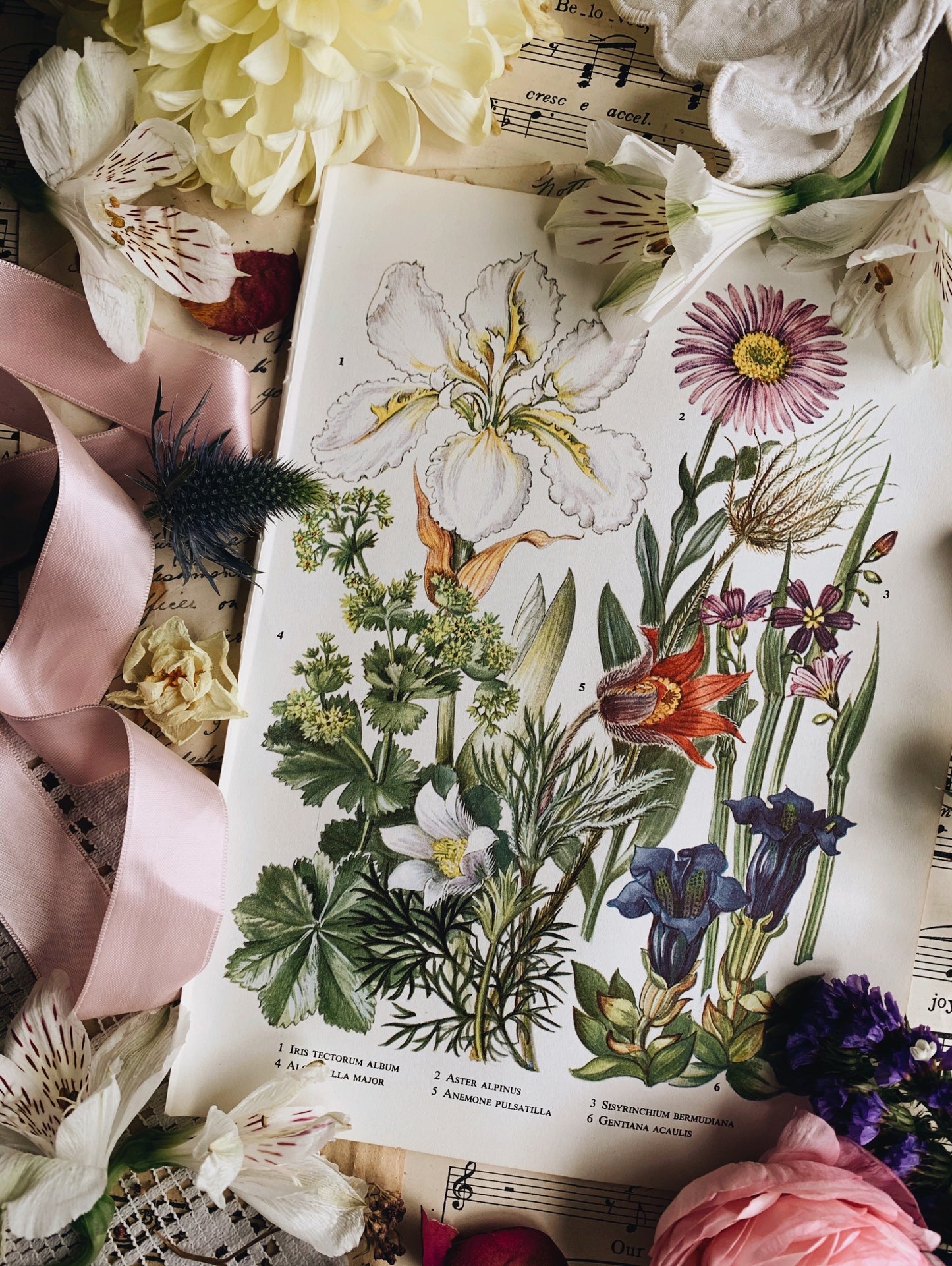Vintage 1960’s Iris Aster Floral Bookplate
