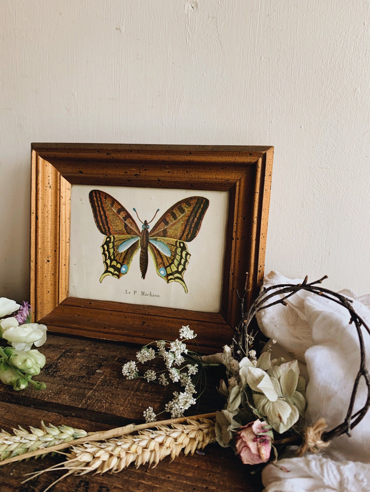 Antique Butterfly Illustration Plate in Frame