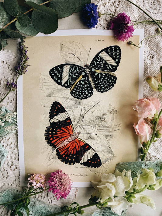 Vintage Style Butterfly Print