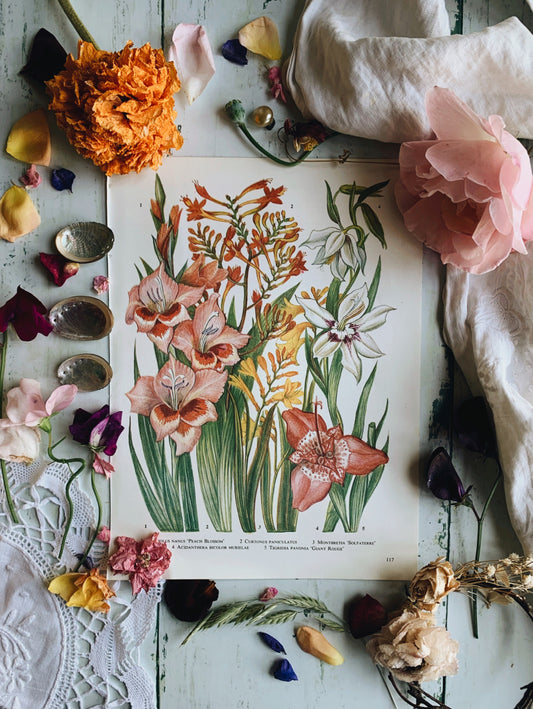 Vintage Peach Blossom Floral Bookplate