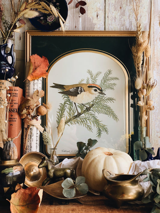 Vintage Goldcrest Illustration Print Framed ~ Daniel Andrews (UK SHIPPING ONLY)
