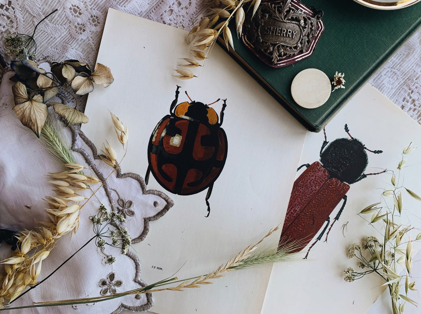Antique Beetle Collection (set 1 ) Illustration Bookplates