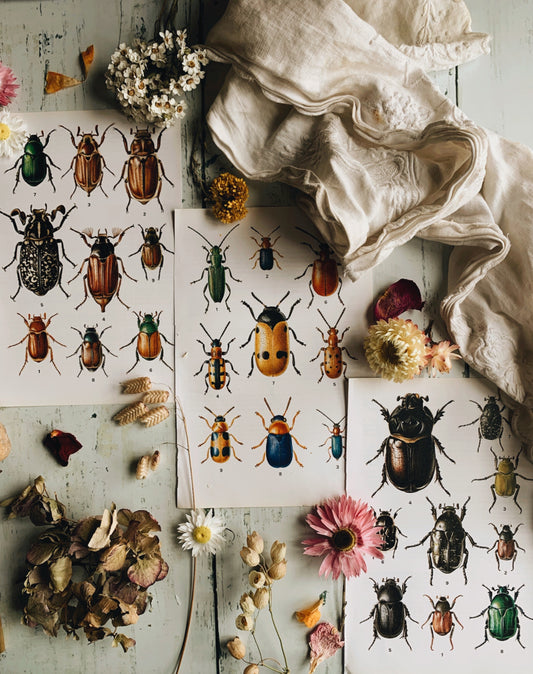 Three Vintage 1970’s Insect / Bug / Beetle Bookplates