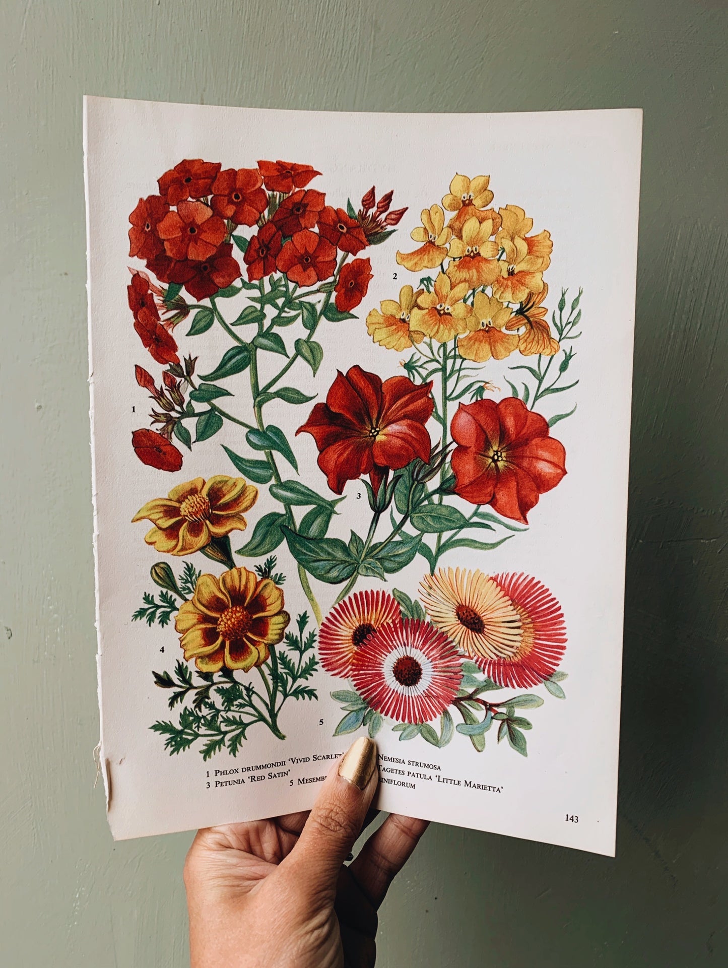 Vintage 1960’s Floral Bookplate ~ petunia