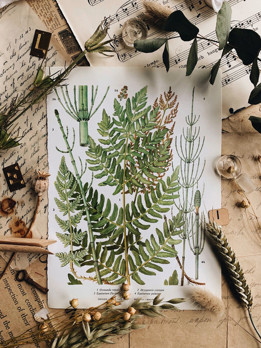 Vintage 1960’s Fern Species Bookplate