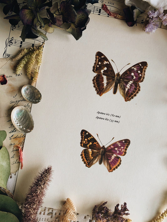 Vintage 1965 Lithograph Butterfly Print