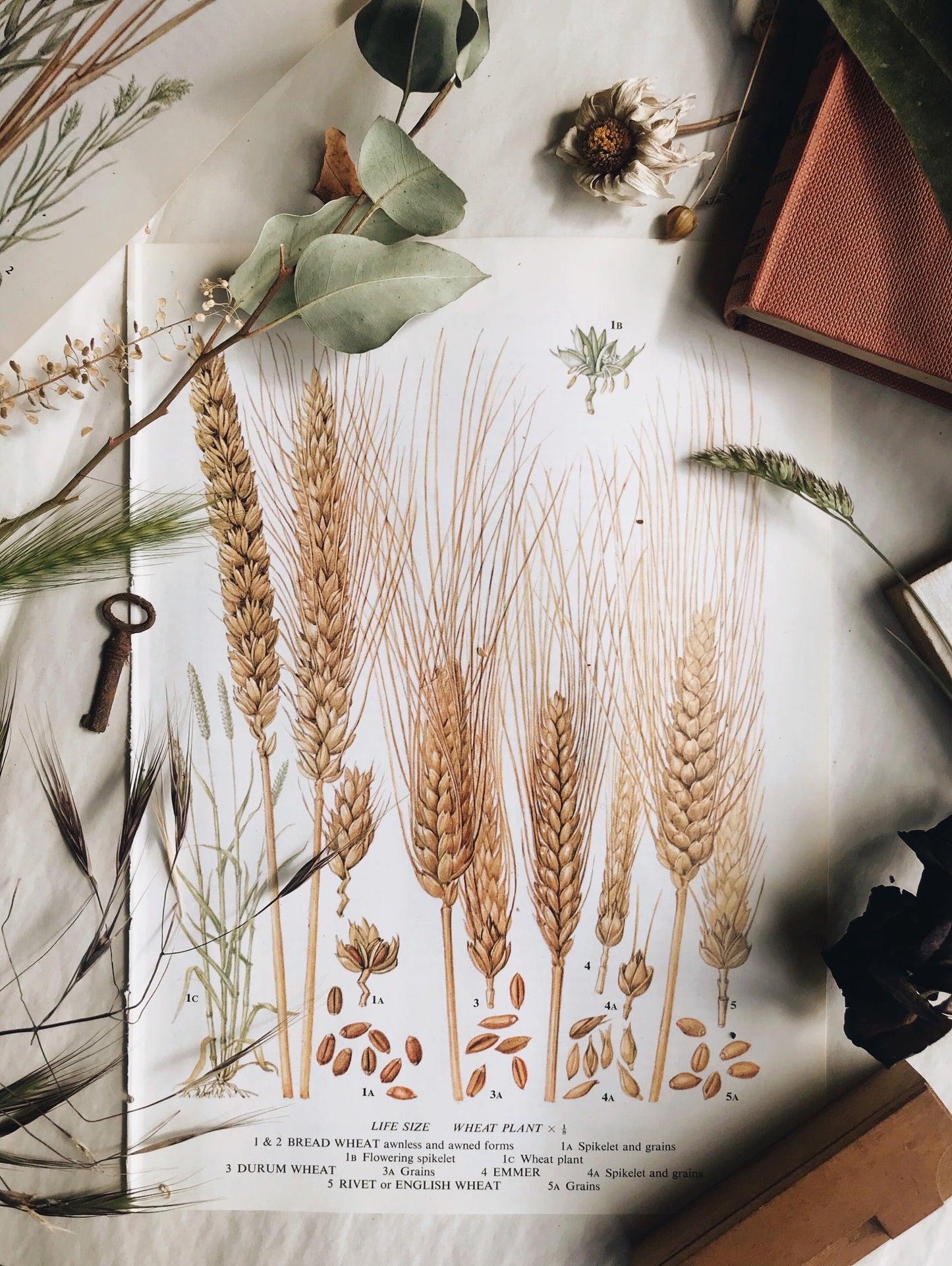 Vintage Wheat Bookplate Illustration