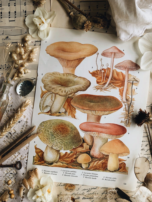 Vintage 1960’s Mushroom Bookplate