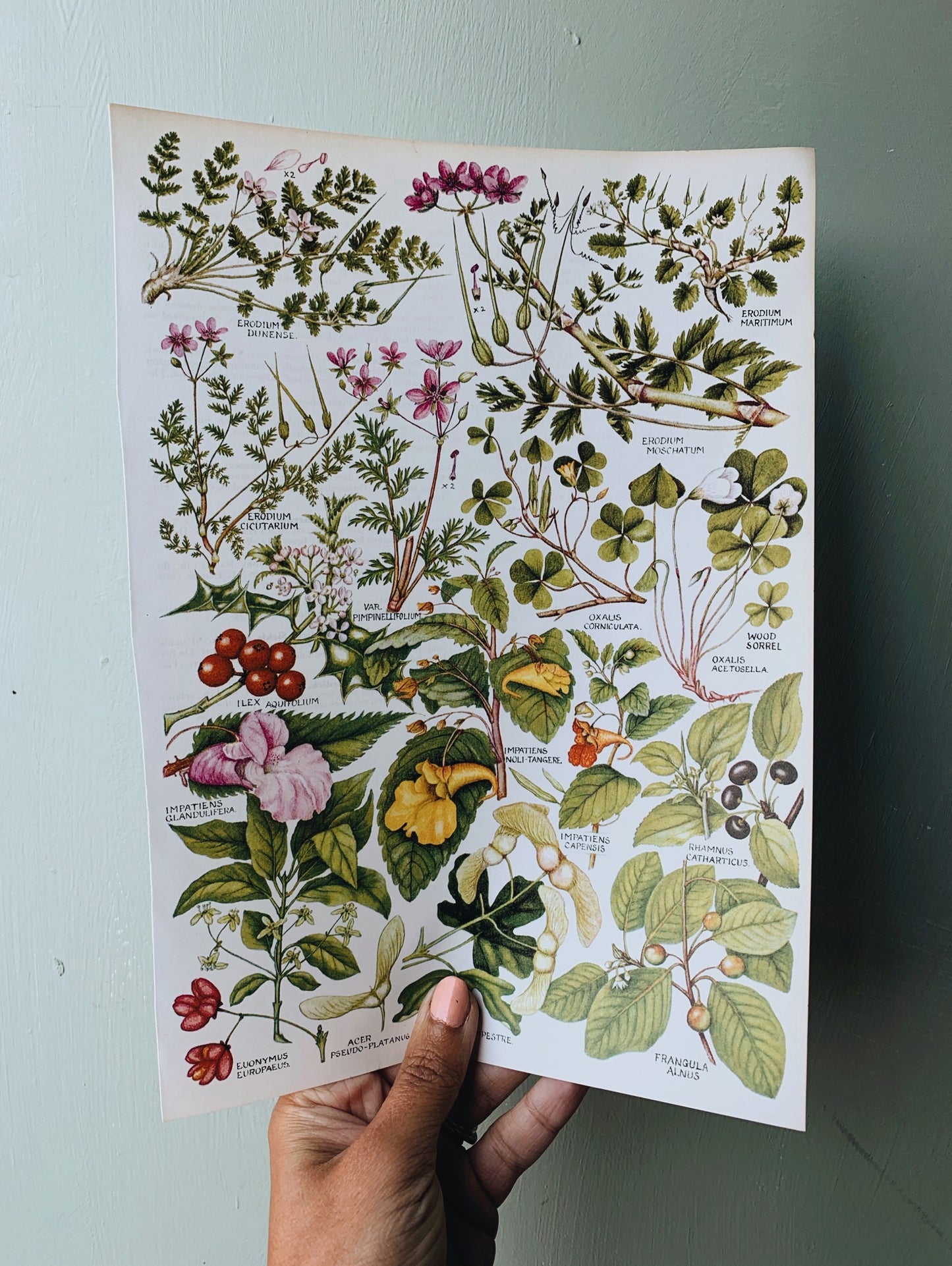 Vintage Floral Season Bookplate Illustrations