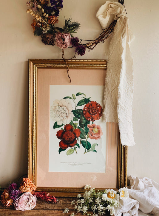 Framed Vintage Day and Haghe Lithograph Camellia (UK SHIPPING ONLY)