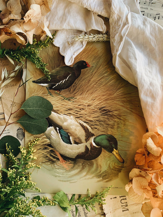 Vintage 1960’s Bird Print