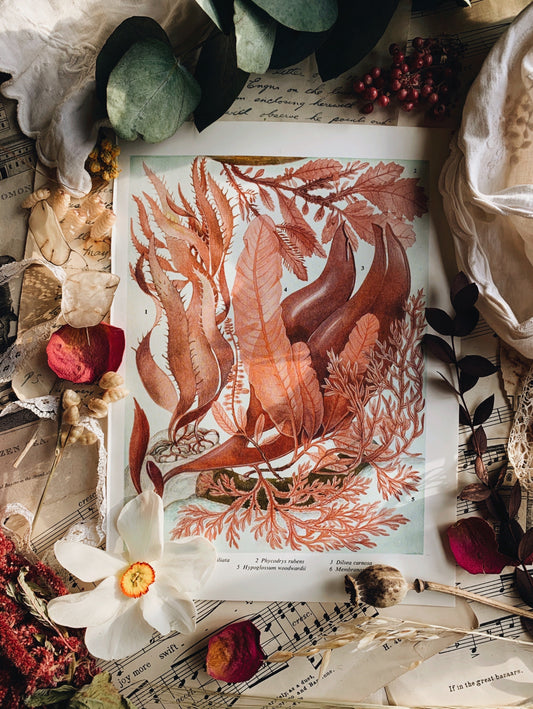 Vintage 1960’s Seaweed Bookplate