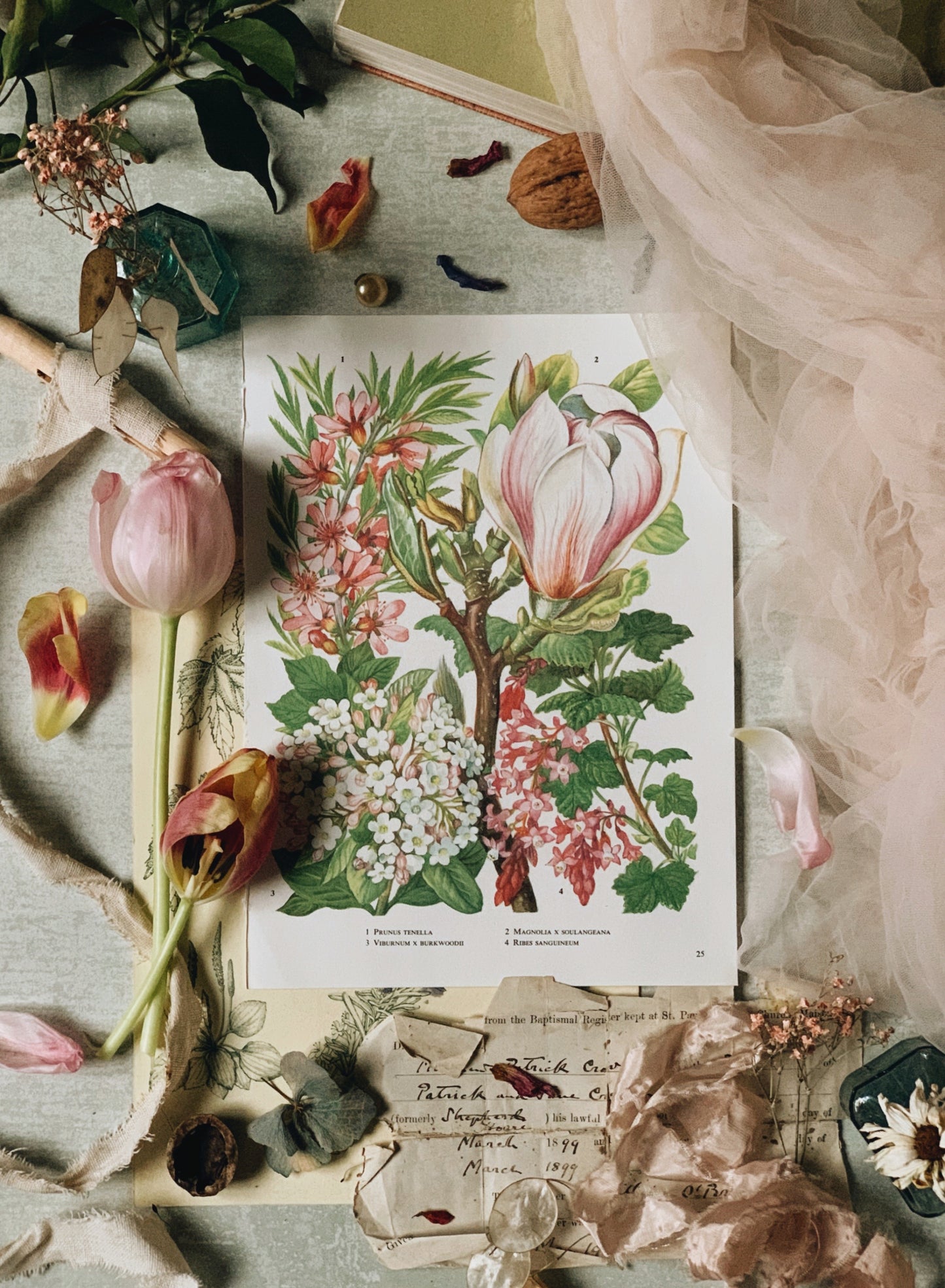 Vintage 1960’s Magnolia Bookplate