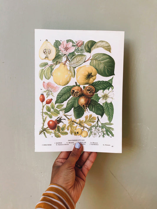 Vintage 1960s Quince & Blossom  Bookplate