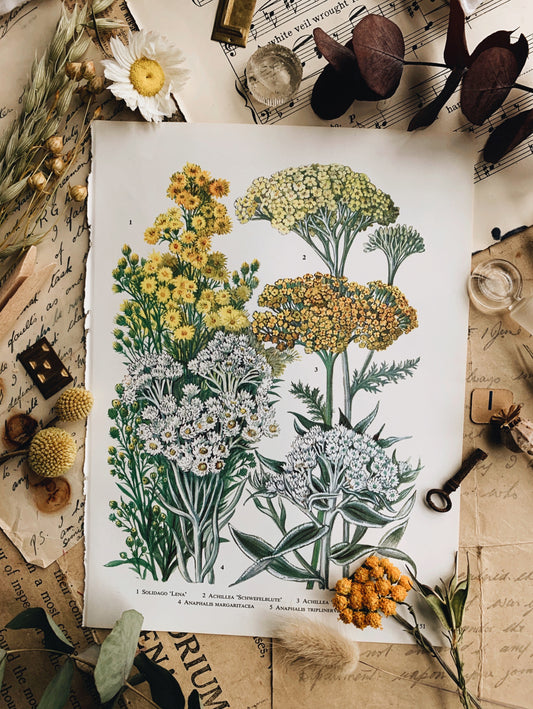 Vintage 1960’s Achillea Bookplate