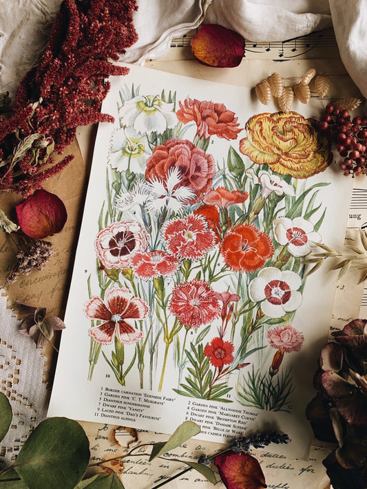 Vintage 1960’s Floral Bookplate ~ coronation