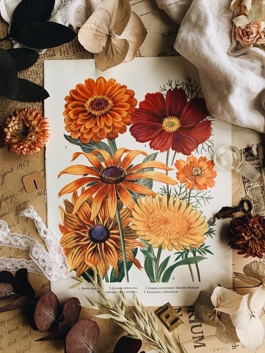 Vintage 1960’s Floral Bookplate ~ Cosmos Orange