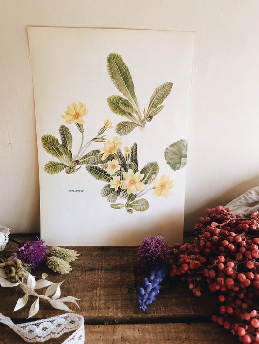 Vintage 1960s Primrose Bookplate - Stone & Sage 