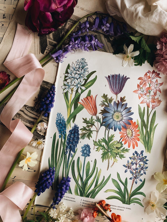 Vintage 1960’s Floral Bookplate ~ MUSCARI ARMENIACUM
