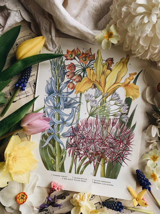 Vintage Floral 1960’s Floral Bookplate ~ camassia