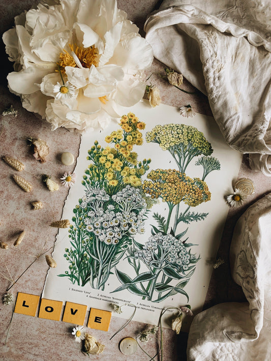 Vintage 1960’s Achillea  Bookplate