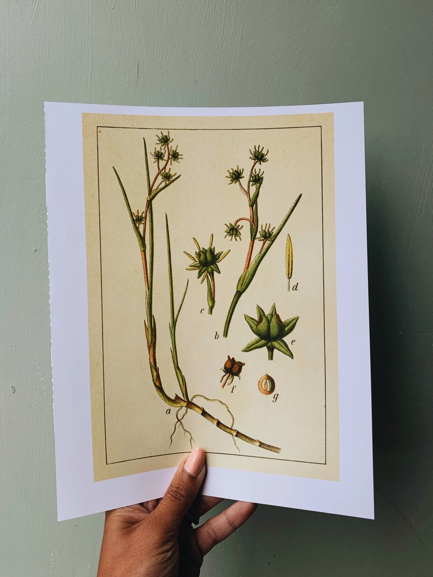 Vintage Style Botanic Print