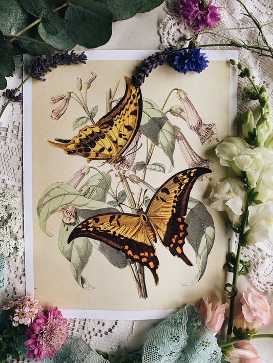 Vintage Style Butterfly Print